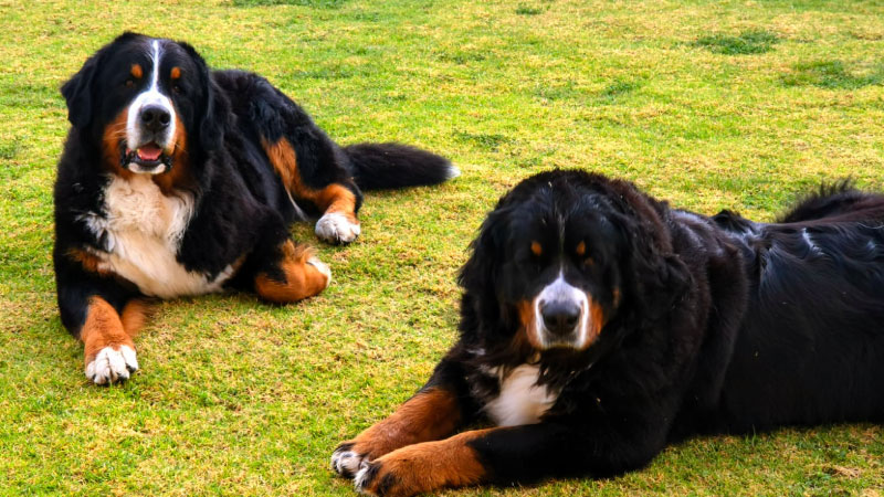 02-a-home-content-pic-boyeros-del-nevado-bernes-de-la-montaña