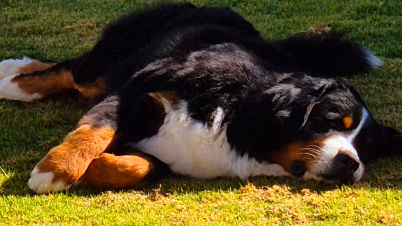 03-a-home-content-pic-boyeros-del-nevado-bernes-de-la-montaña