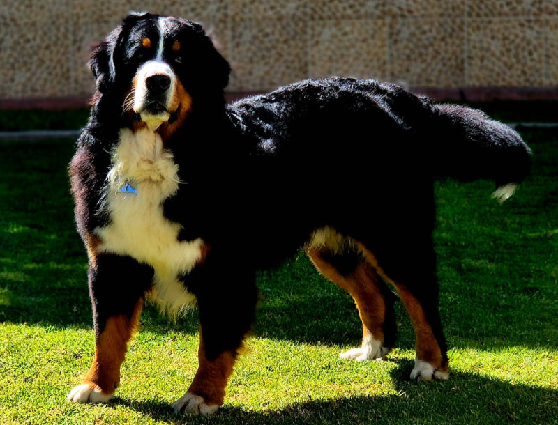 04-a-home-tips-pic-boyeros-del-nevado-bernes-de-la-montaña