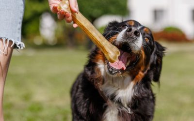 Alimentos Prohibidos y Permitidos para el Bernés de la Montaña: Lo que Debes Saber
