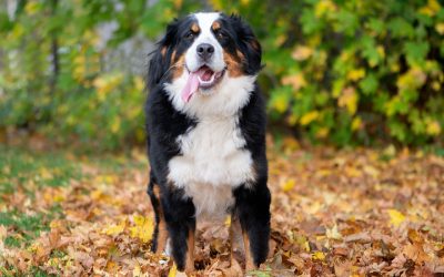 Características del Estándar Racial del Bernés de la Montaña: Lo que Define a esta Raza (Desde la Perspectiva de Boyeros del Nevado)