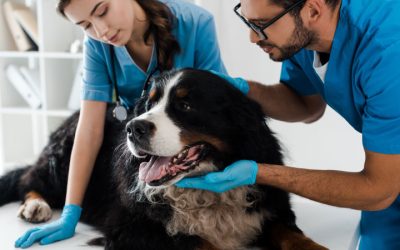 Cuidados Veterinarios para el Bernés: Vacunas, Desparasitaciones y Enfermedades Hereditarias