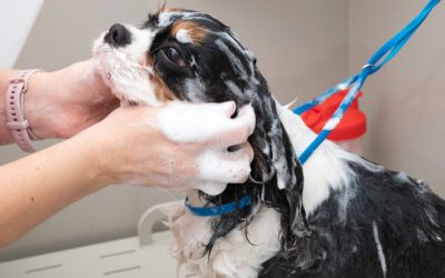 Frecuencia de Baño en el Bernés: Mitos y Recomendaciones Prácticas